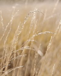 Blanccoco-Photographe_Manoir_de_Puymarteau-1